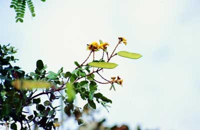 Detalhe do Galho com Folhas, Vargem nova e Flor da Planta Catigueira.
