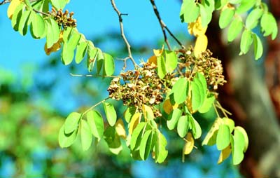 Detalhe do ramo com flores e folhas da planta Cumar&uacute;.