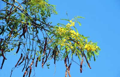 Detalhe do Ramo com flor, folha, fruto em forma de vagem do Angico.
