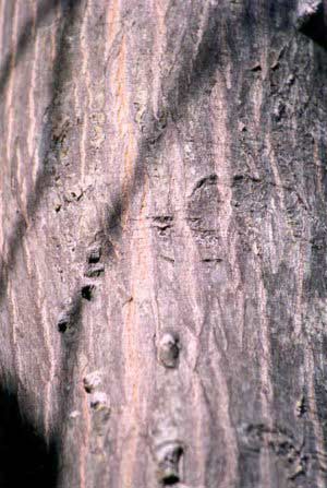 Detalhe da Casca do Angico.