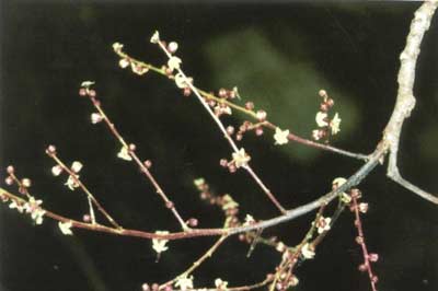 Detalhe da inflorec&ecirc;ncia da planta Aroeira do Sert&atilde;o.