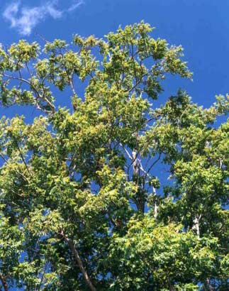 Detalhe dos Galhos da Planta Aroeira