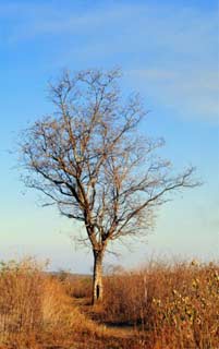 Planta inteira da Aroeira. &Aacute;rvore Pelada, galhos sem folhas.
