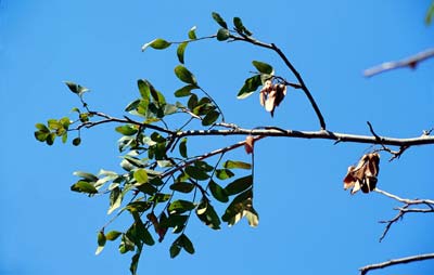 Detalhe do galho com folha e semente da planta Bara&uacute;na.