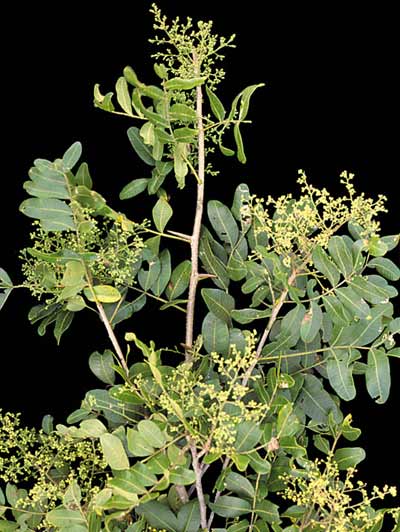 Ramo da planta Bara&uacute;na.