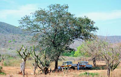 Planta inteira da Bara&uacute;na.