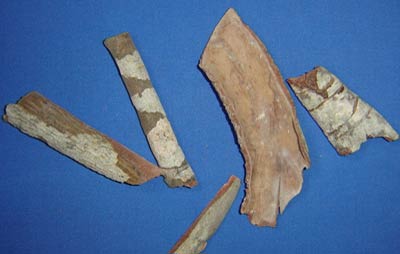 Plantio de Cardeiro ou Mandacaru em capoeira fina.