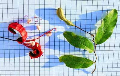 Detalhe do fruto verde aberto, da semente e da folha da planta Feij&atilde;o Bravo.