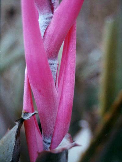 Detalhe do ramo com folhas da planta gravat&aacute;.