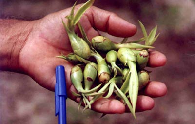 Detalhe do fruto da planta gravat&aacute;.