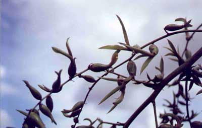 Detalhe do ramo com fruto da planta gravat&aacute;.