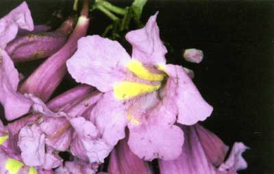 Detalhe da Flor da Planta Ip&ecirc; Roxo