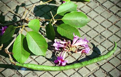 Detalhe do ramo com folhas, frutos, vagem e flor da planta Pau D'Arco Roxo.