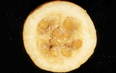 Fotos tiradas para a elabora&ccedil;&atilde;o dos Folders de Frutas.