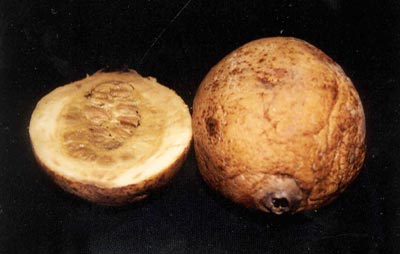 Fotos tiradas para a elabora&ccedil;&atilde;o dos Folders de Frutas.