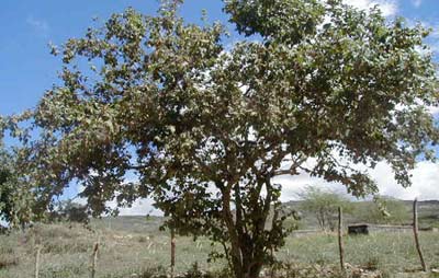 Planta inteira e adulta da planta Juazeiro.