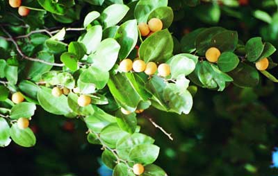Detalhe do galho com frutos, folhas e flores da planta Juazeiro.