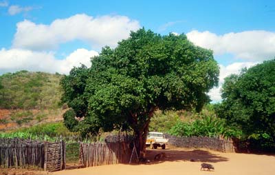 Planta inteira do Juazeiro.