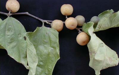 Detalhe do galho com frutos, folhas e flores da planta Juazeiro.