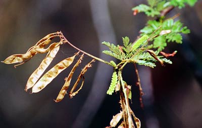 Detalhe do Galho com Folhas e vargem velha e bot&otilde;es de flor da Planta Jurema Preta.