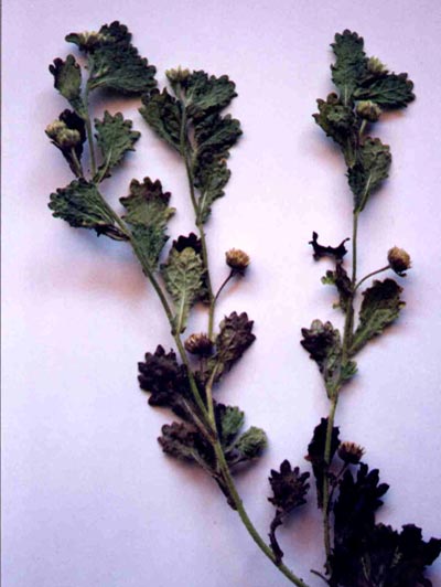 Detalhe do ramo com folhas e bot&otilde;es florais da planta macela.