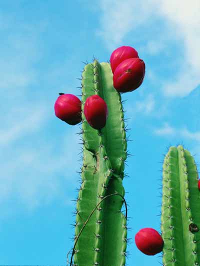 Detalhe da planta Mandacaru com Frutas e c&eacute;u azul ao fundo.