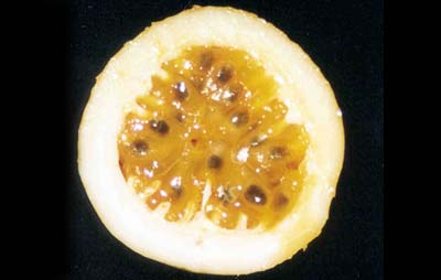 Fotos tiradas para a elabora&ccedil;&atilde;o dos Folders de Frutas.