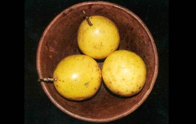 Fotos tiradas para a elabora&ccedil;&atilde;o dos Folders de Frutas.