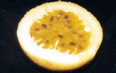 Fotos tiradas para a elabora&ccedil;&atilde;o dos Folders de Frutas.