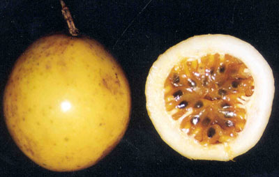 Fotos tiradas para a elabora&ccedil;&atilde;o dos Folders de Frutas.