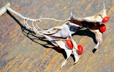 Detalhe das vargens abertas e das sementes vermelha da planta Mulung&uacute;.