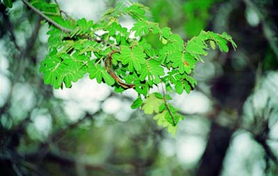 Detalhe do galho com folhas verdes da planta Juc&aacute;.