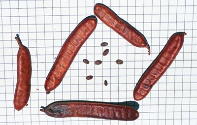 Detalhe das vargens e sementes da planta Juc&aacute;.