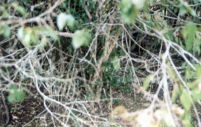 Detalhe do galho com folhas verdes da planta Juc&aacute;.