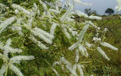 Detalhe dos ramos flor&iacute;feros.