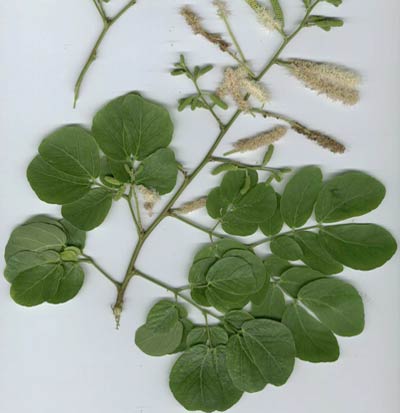 Ramo da planta sabi&aacute; com infloresc&ecirc;ncia