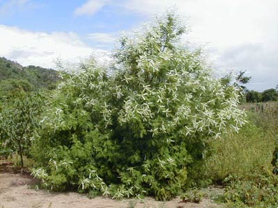 Planta inteira da Sabi&aacute; florada.