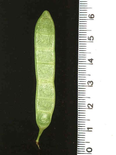 Detalhe do Fruto verde da planta Sabi&aacute;