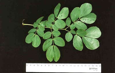 Detalhe do Ramo com Folha da Planta Sabi&aacute;