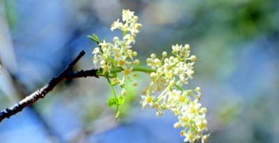 &Aacute;rvore do Umbuzeiro 
