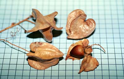 Detalhe dos frutos e sementes da planta Pau Branco.