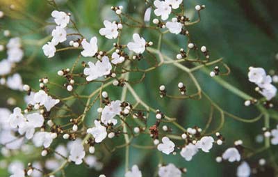 Detalhe do galho com folhas e flores da planta Pau Branco.