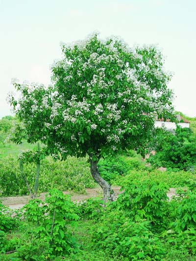 Planta inteira do Pau Branco.