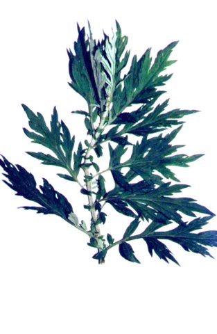 artemisiavulgaris.jpg