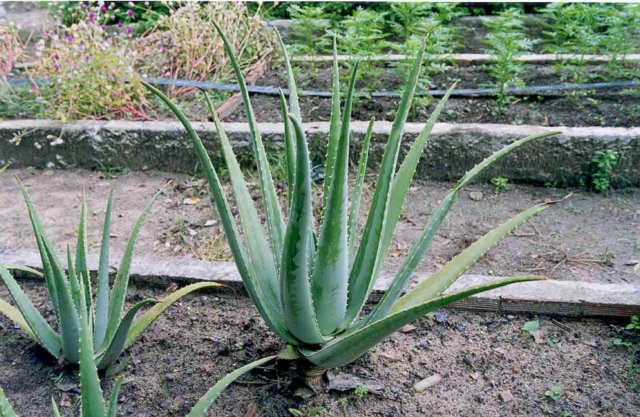 aloeveralburmf4.jpg