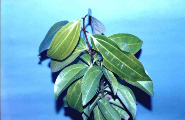 cinnamomumzeylanicum4.jpg