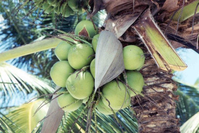 cocosnucifera.jpg