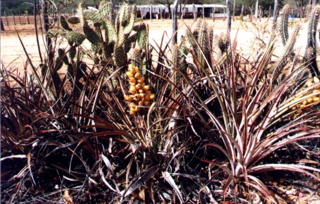 bromelialaciniosamartexschultezf.jpg