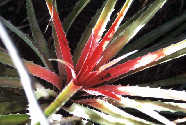 bromelialaciniosamartexschultezf3.jpg
