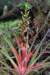 bromelialaciniosamartexschultezf4_small.jpg